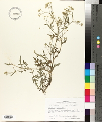 Parthenium hysterophorus image