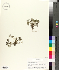 Parthenium hysterophorus image