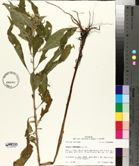 Pluchea camphorata image