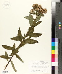 Pluchea foetida image