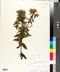 Pluchea foetida image