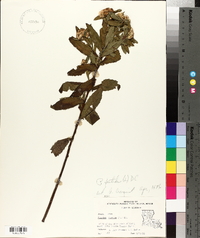Pluchea foetida image