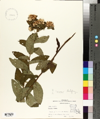 Pluchea rosea image