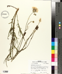 Pyrrhopappus pauciflorus image