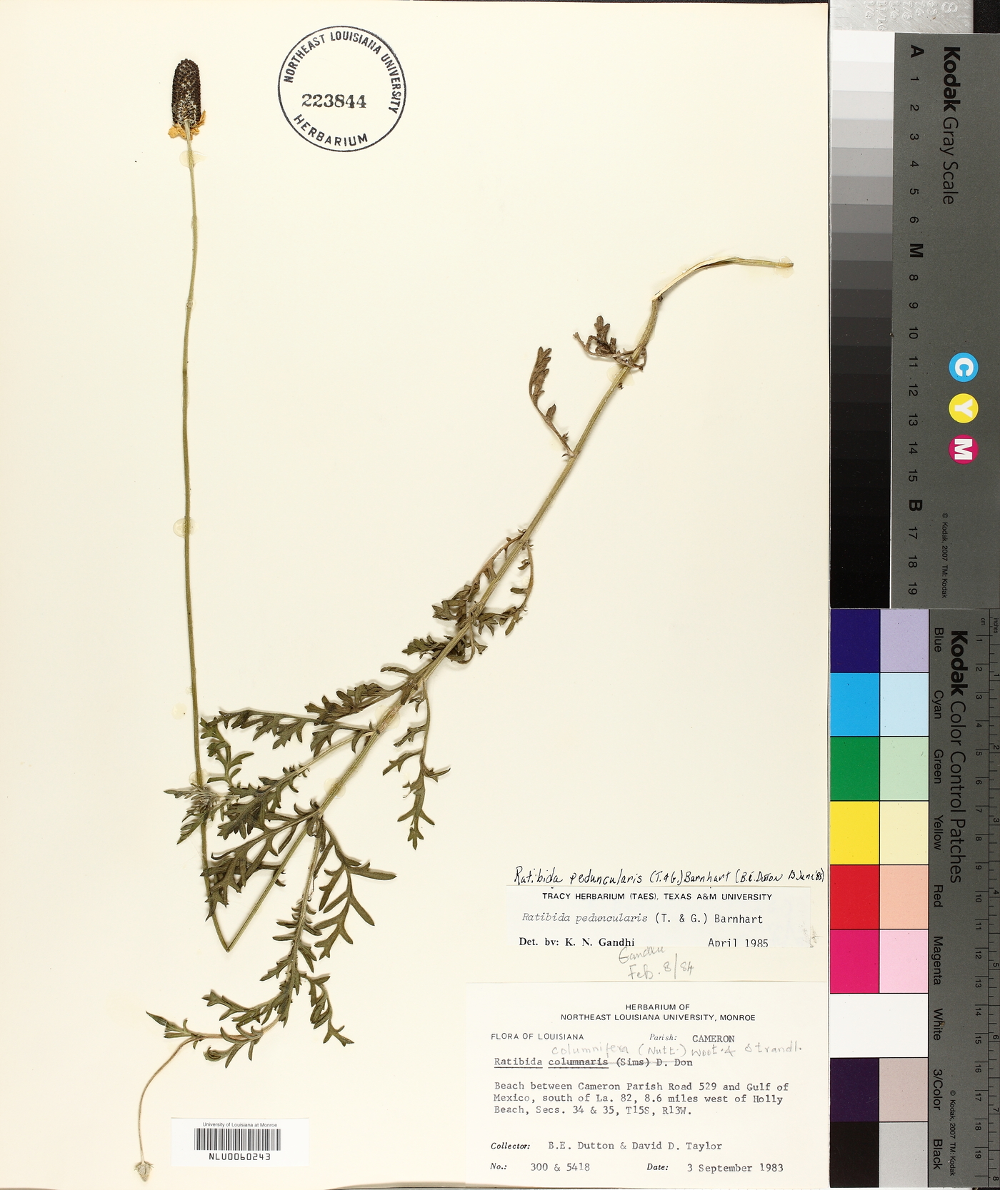 Ratibida peduncularis image