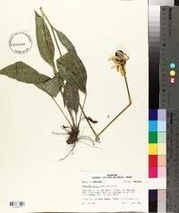 Rudbeckia grandiflora var. grandiflora image