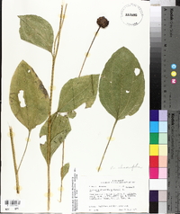 Rudbeckia grandiflora var. grandiflora image