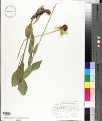 Rudbeckia grandiflora var. alismifolia image