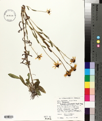 Rudbeckia missouriensis image