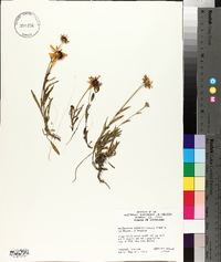 Rudbeckia missouriensis image