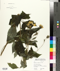 Rudbeckia subtomentosa image