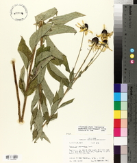 Rudbeckia subtomentosa image