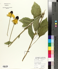 Rudbeckia subtomentosa image