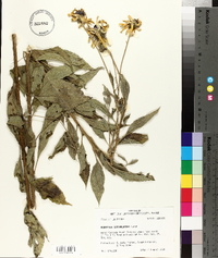 Rudbeckia subtomentosa image