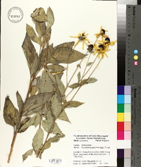 Rudbeckia subtomentosa image