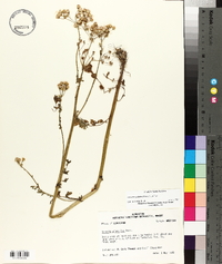 Packera glabella image