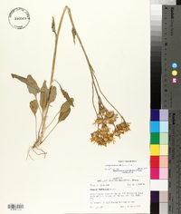 Packera tomentosa image