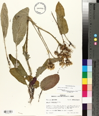 Packera tomentosa image