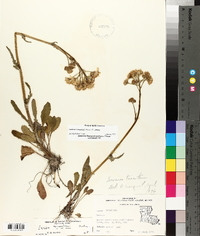Packera tomentosa image