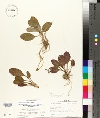 Packera tomentosa image