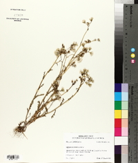 Senecio sylvaticus image