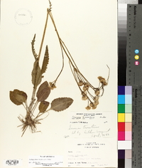 Packera tomentosa image