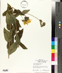 Silphium radula image