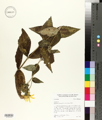 Silphium radula image