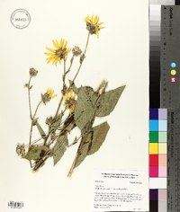 Silphium radula image