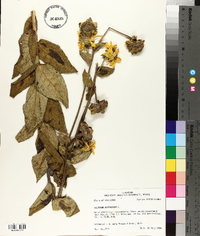 Silphium asteriscus image