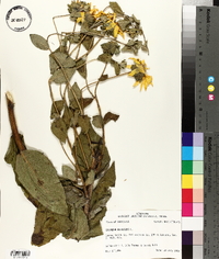 Silphium asteriscus var. asteriscus image