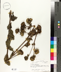 Silphium asteriscus image