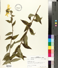 Silphium asteriscus var. asteriscus image