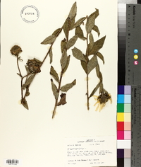 Silphium asteriscus image