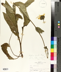 Silphium gracile image