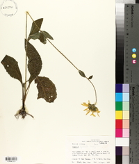 Silphium gracile image