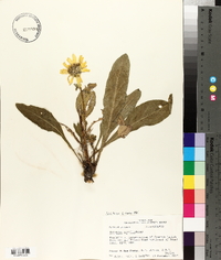 Silphium gracile image