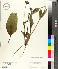 Silphium gracile image