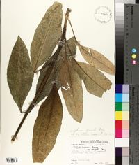 Silphium gracile image