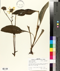 Silphium gracile image