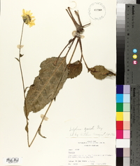 Silphium gracile image