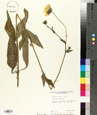 Silphium gracile image