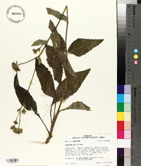 Silphium gracile image