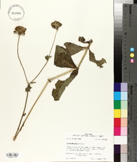 Silphium gracile image