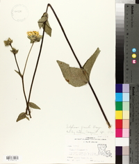 Silphium gracile image