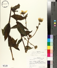 Silphium gracile image