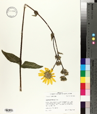 Silphium gracile image