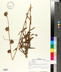 Silphium laciniatum image