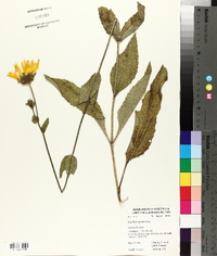 Silphium radula image