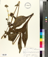 Silphium radula image